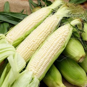 Fresh/ Frozen Maize